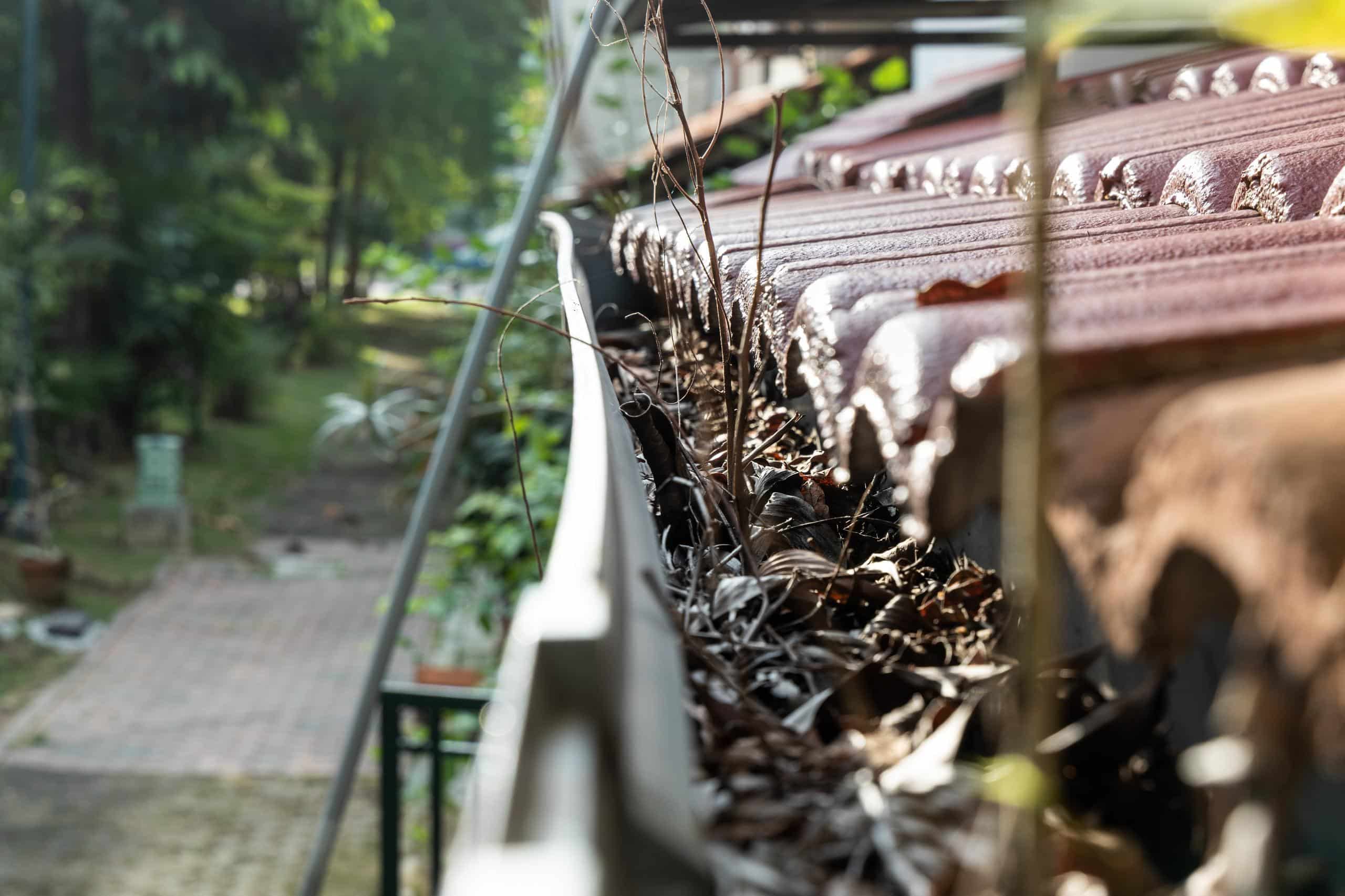 gutters clogged with leaves and small branches 2026 03 24 00 28 54 utc